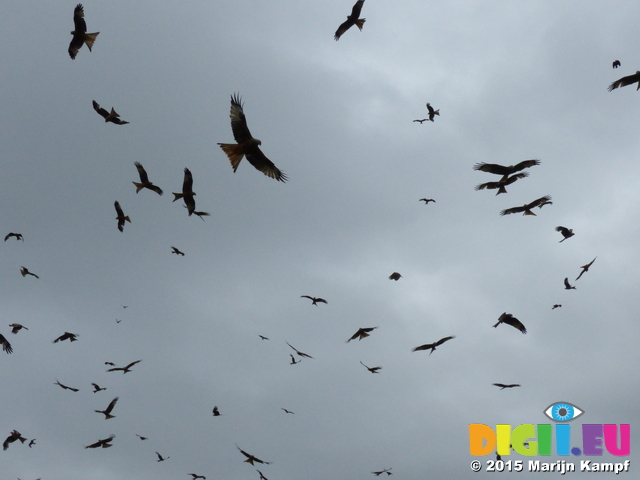 FZ015599 Red kites (Milvus milvus)